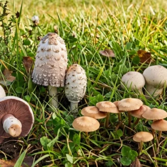 Champignons de prairie : liste des espèces les plus courantes