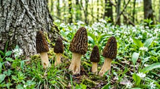 Champignons de printemps : que ramasser en mars, avril et mai ?