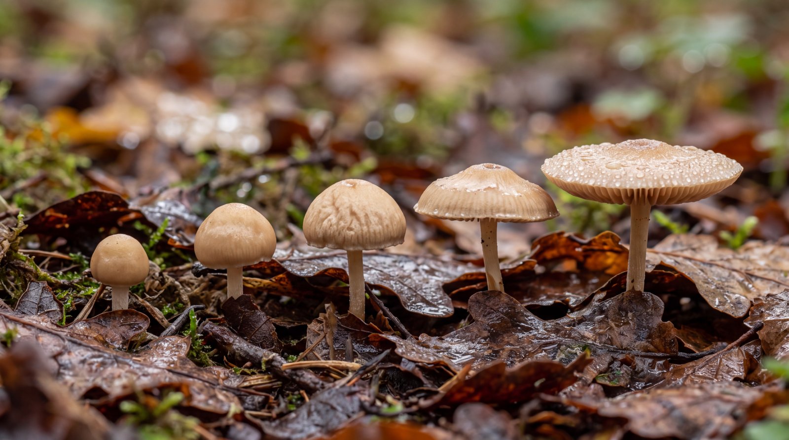 Cinq jeunes champignons à différents stades de déploiement dans la litière