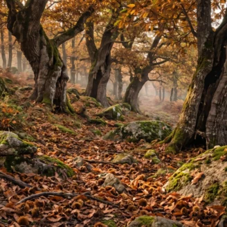 Champignons du Limousin : espèces, saisons et milieux