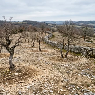Champignons du Périgord : cèpes en automne, truffes en hiver
