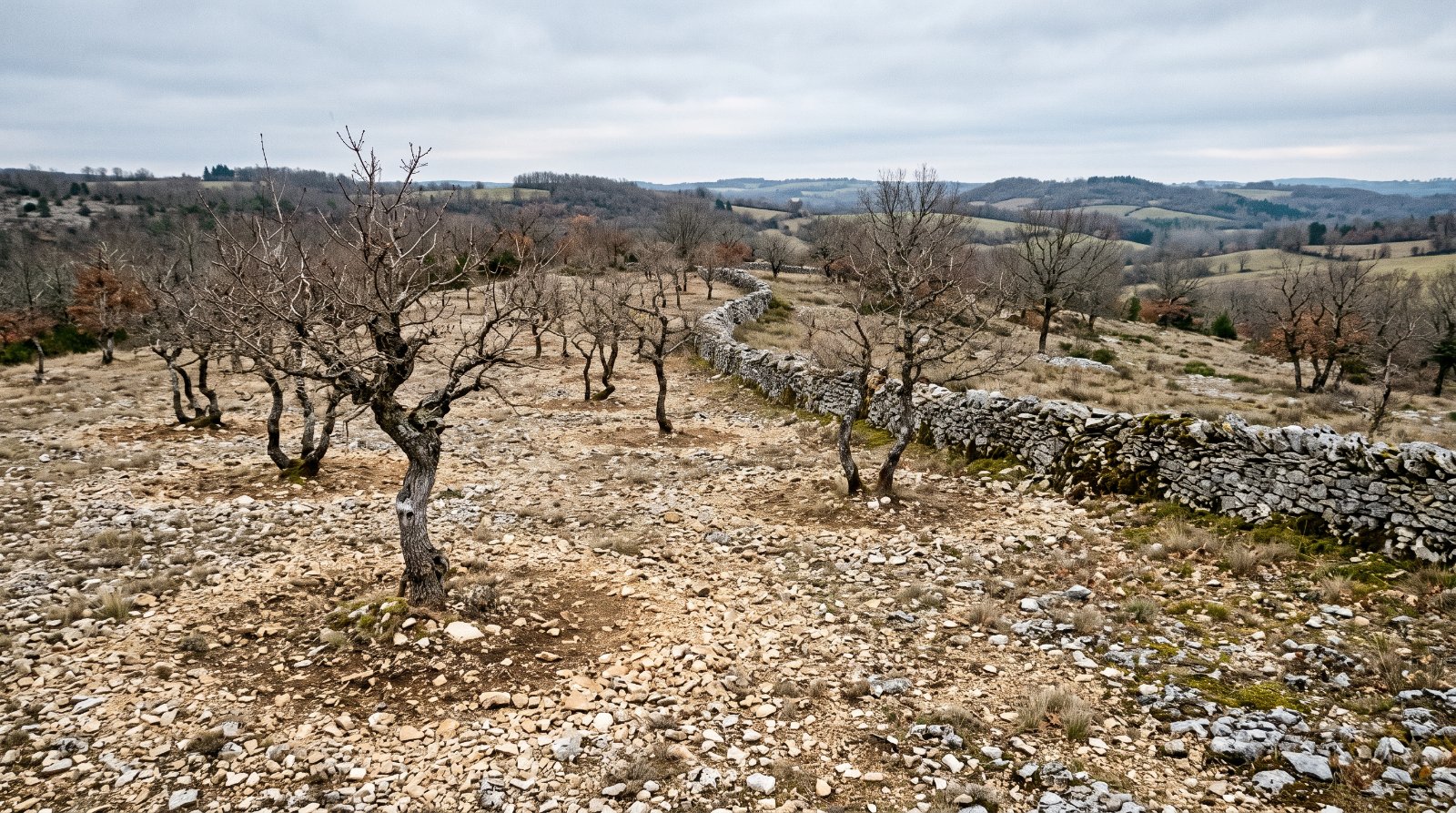Chênaie truffière du Périgord en hiver sur causse calcaire, chênes pubescents espacés et sol pierreux clair