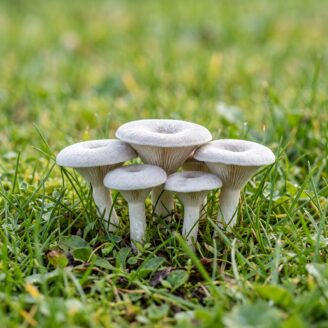 Clitocybe blanchi : le petit champignon blanc des pelouses à éviter