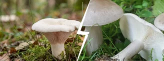 Clitopile petit-prune vs clitocybe : le piège des champignons blancs