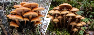 Collybie à pied velouté vs galérine marginée : le piège de l&rsquo;hiver