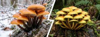 Collybie à pied velouté vs hypholome en touffe : le tri de l&rsquo;hiver