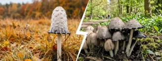 Coprin chevelu vs coprin noir d&rsquo;encre : attention à l&rsquo;alcool