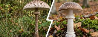 Coulemelle vs amanite panthère : les trois vérifications qui sauvent