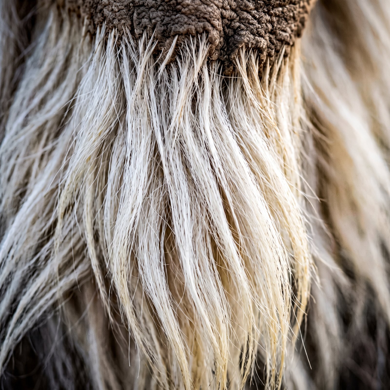 Détail des aiguilles blanches pendantes de la crinière de lion