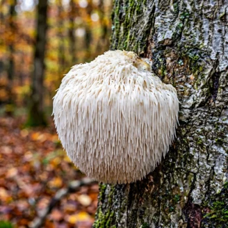 Crinière de lion : reconnaître l&rsquo;hydne hérisson, ce champignon rare et protégé