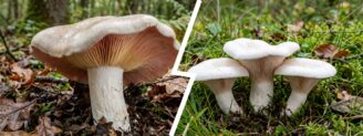 Entolome livide vs clitopile petite-prune : la confusion la plus coûteuse