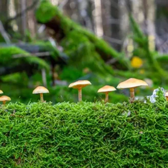 Champignon en forêt : lesquels sont comestibles ?
