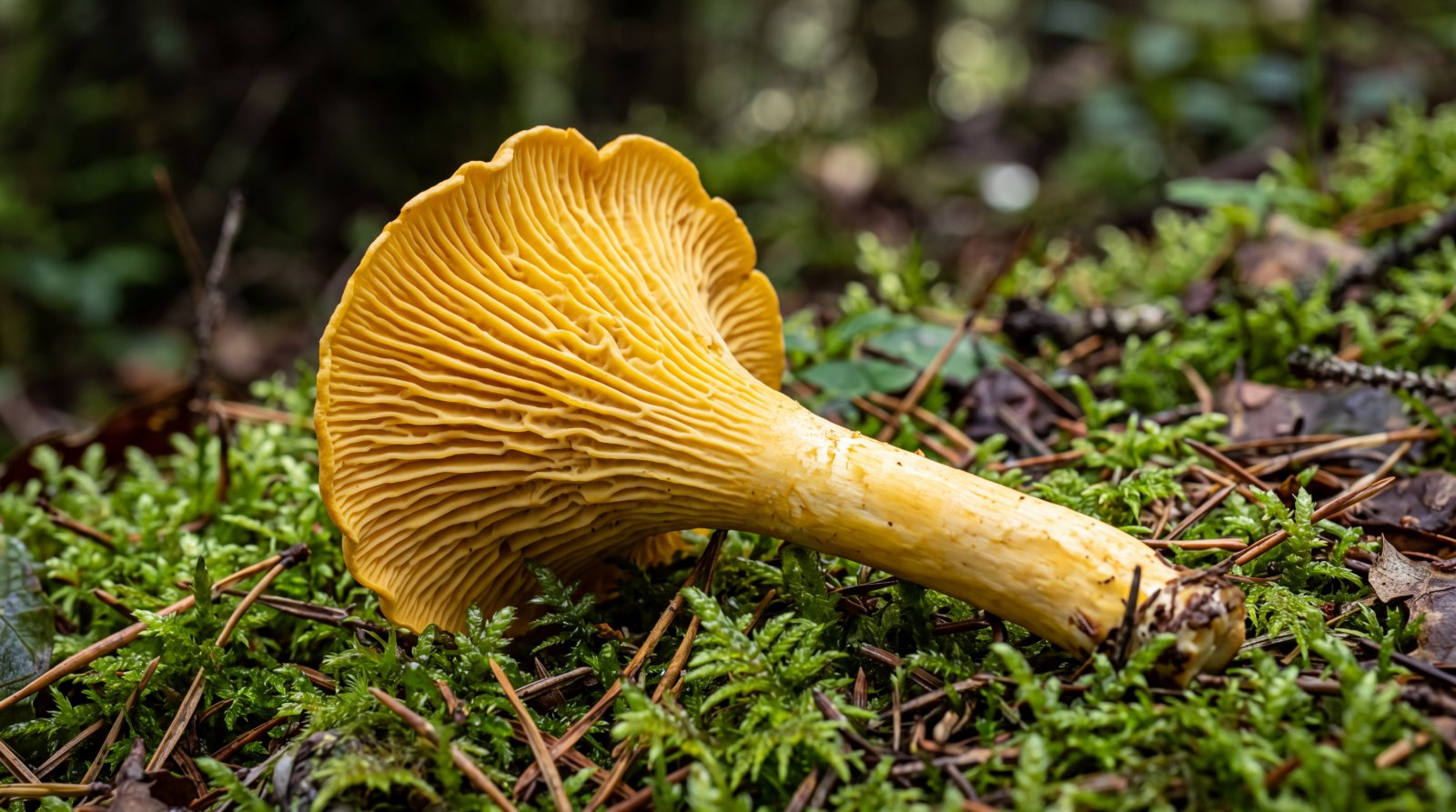 Girolle retournée montrant ses plis épais, fourchus et décurrents