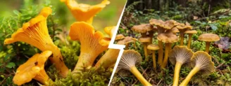 Girolle vs chanterelle en tube : deux chanterelles, deux saisons