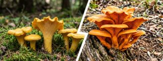 Girolle vs pleurote de l&rsquo;olivier : plis ou lames, la différence qui compte