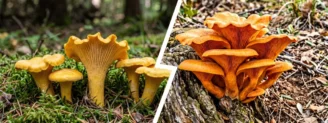 Girolle vs pleurote de l&rsquo;olivier : plis ou lames, la différence qui compte