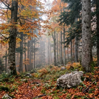 Congrès de la Société mycologique de France 2026 : Autrans, dans le Vercors