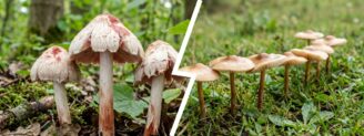 Inocybe de Patouillard vs marasme des oréades : le rougissement qui alerte