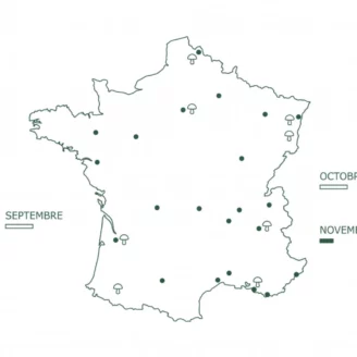Foires et marchés aux champignons 2026 : le calendrier complet en France