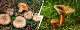 Lactaire délicieux vs lactaire sanguin : quelles différences ?