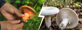 Lactaire délicieux vs lactaire poivré : la couleur du lait
