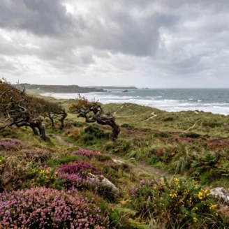 Champignons de Bretagne : la saison la plus longue de France