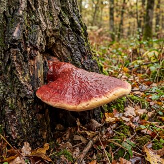 Langue de bœuf (Fistulina hepatica) : identification, habitat et cueillette