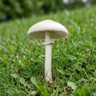 Lépiote pudique : comestible ou dangereuse ? Le guide complet