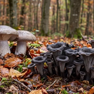 Champignon gris : comestible ou toxique ?