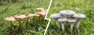 Marasme des oréades vs clitocybe blanchi : le piège des pelouses