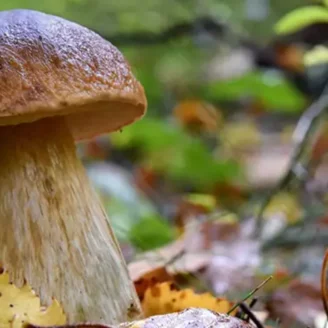 Champignon marron : bon ou toxique ?