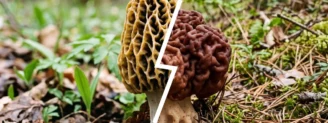 Morille vs gyromitre : comment éviter une erreur dangereuse ?