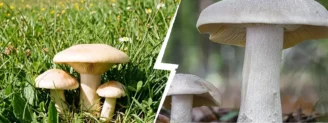Mousseron de la Saint-Georges vs entolome livide : le piège du printemps