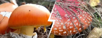 Oronge vs amanite tue-mouches : le champignon roi et son sosie rouge