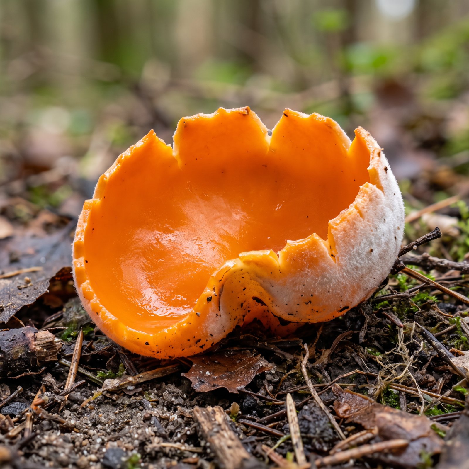 Face intérieure orange vif et face extérieure duveteuse blanche de la pézize orangée