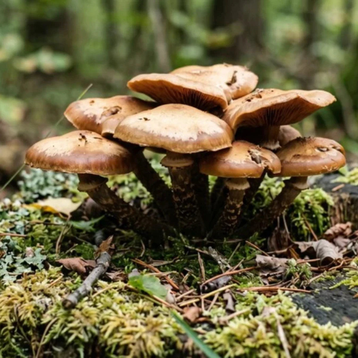 Photo de champignon pholiote changeante