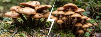 Pholiote changeante vs galérine marginée : la confusion qui tue