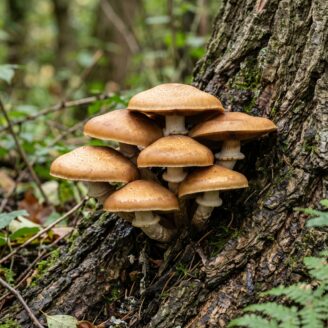 Pholiote du peuplier (pivoulade) : identification, habitat et cueillette
