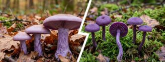 Pied bleu vs laccaire améthyste : trier les champignons violets
