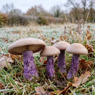 Pied violet : le cousin de prairie du pied bleu, à ne pas confondre
