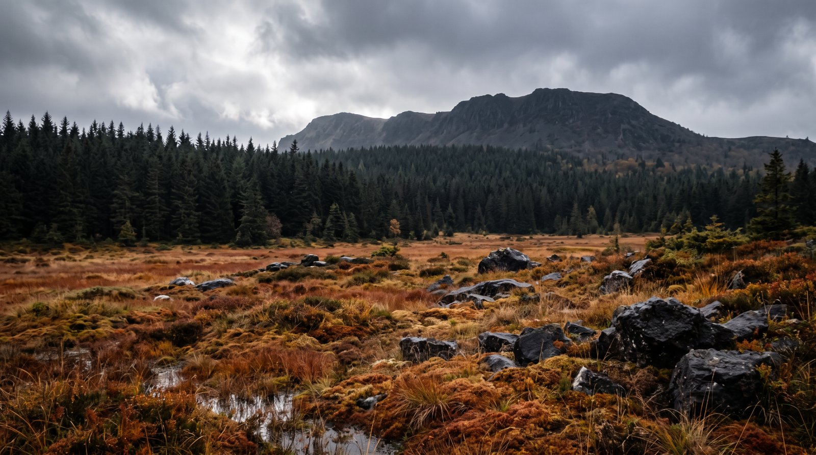 Plateau ardéchois en automne : pessière sombre et tourbières à sphaigne