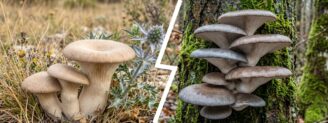 Pleurote du panicaut vs pleurote en huître : au sol ou sur le bois