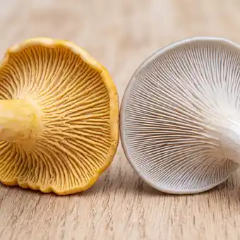 Comparaison macro entre les plis épais et fourchus d’une girolle et les lames fines et serrées d’un autre champignon
