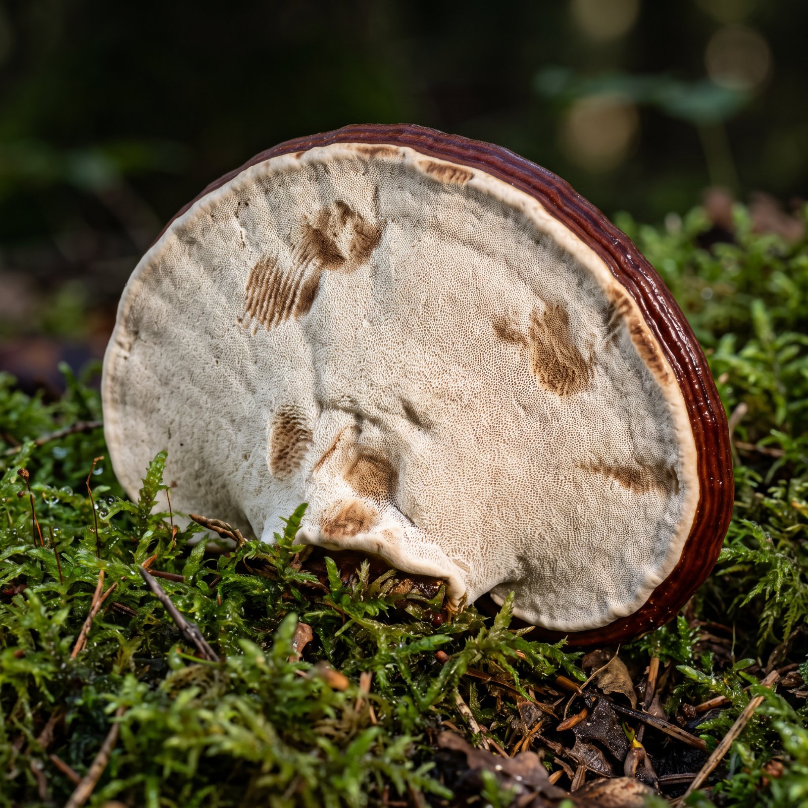 Face inférieure du reishi couverte de pores blancs très fins