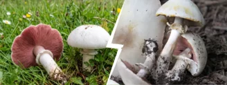 Rosé des prés vs agaric jaunissant : le test du jaune vif