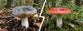 Russule charbonnière vs russule émétique : le test de la saveur