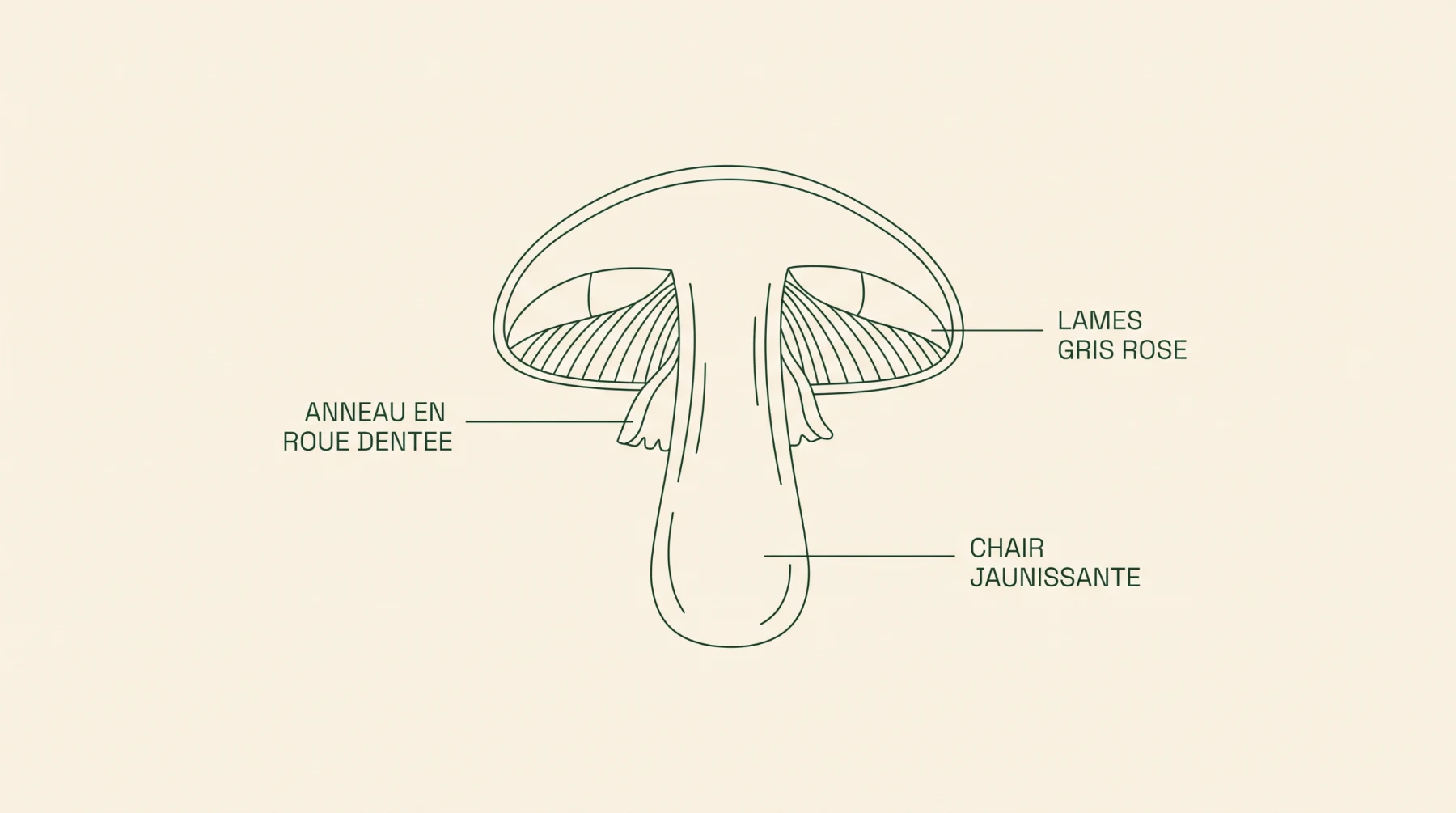 Anneau en roue dentée, lames gris rose et chair jaunissante de l'agaric des jachères