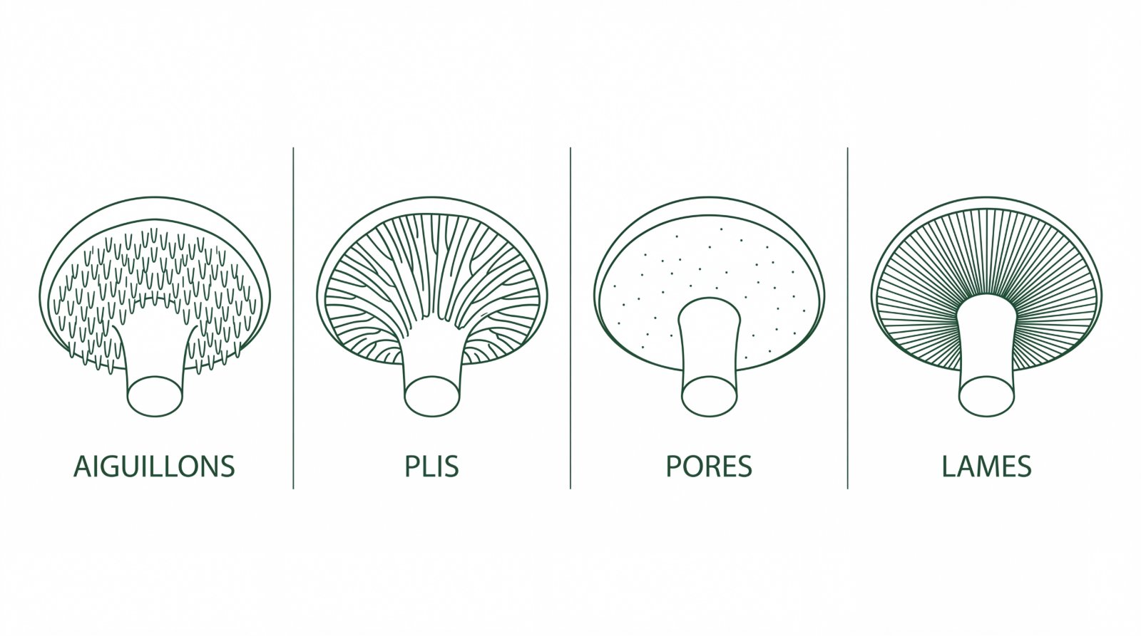 Schéma des quatre dessous de chapeau : aiguillons, plis, pores et lames