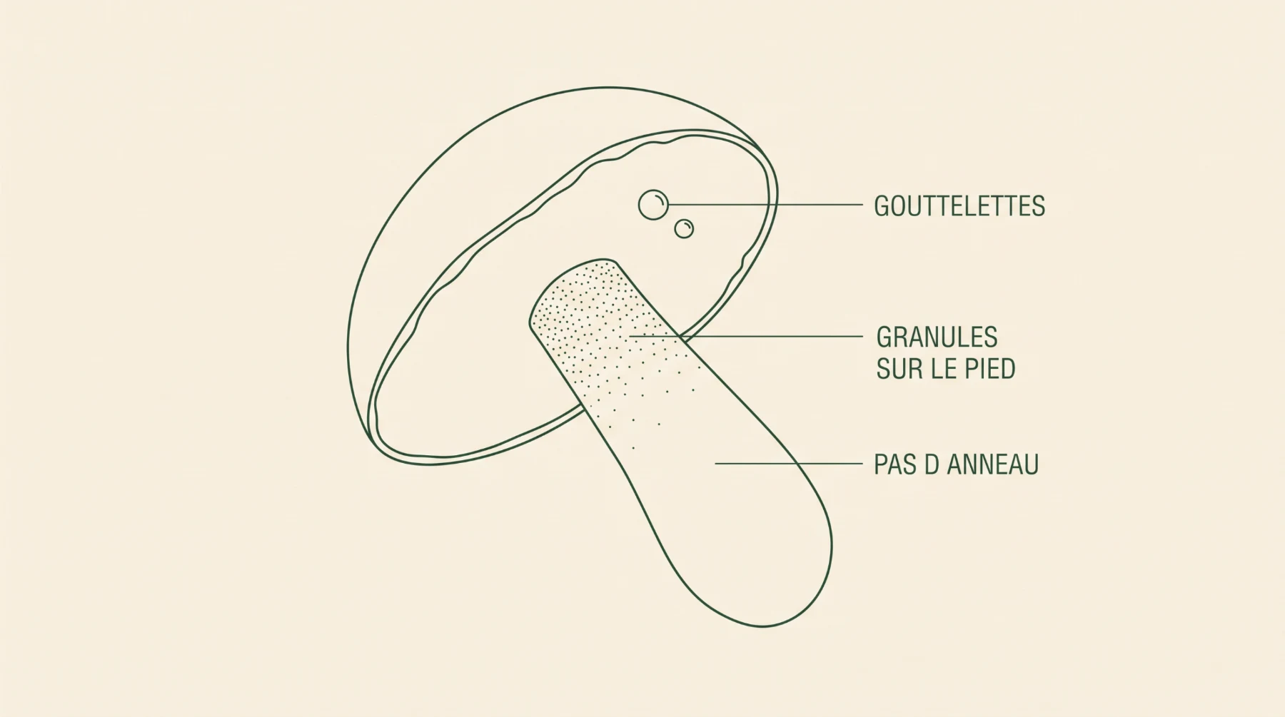 Gouttelettes sur les pores et granules sur le pied du bolet granulé