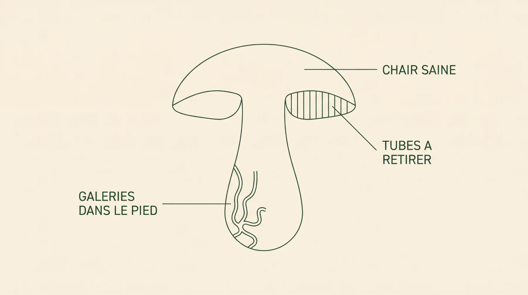 Coupe d'un champignon véreux : galeries dans le pied, chair saine, tubes à retirer